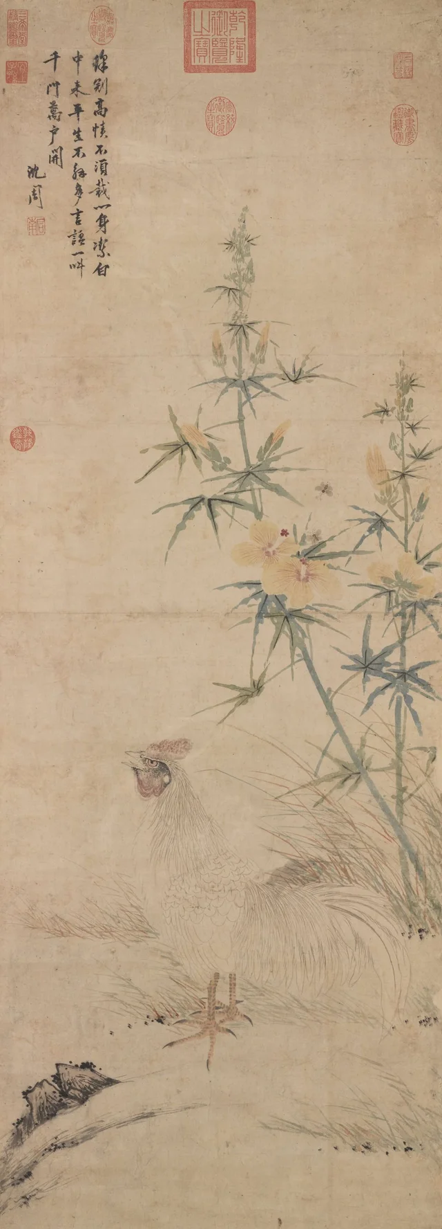 Gallo, Shen Zhou