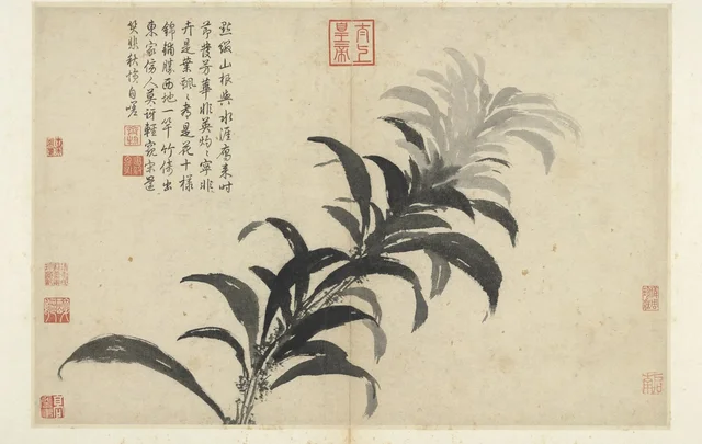 写生冊 雁来紅, 沈周