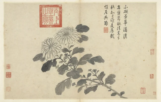 写生冊 菊, 沈周