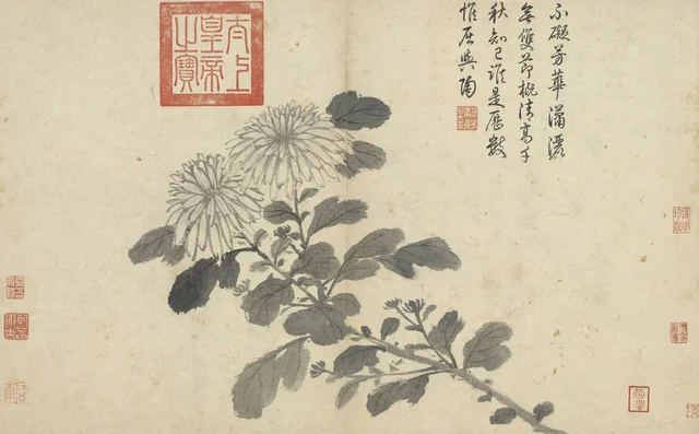 Apuntes del natural: Crisantemo del natural, Shen Zhou