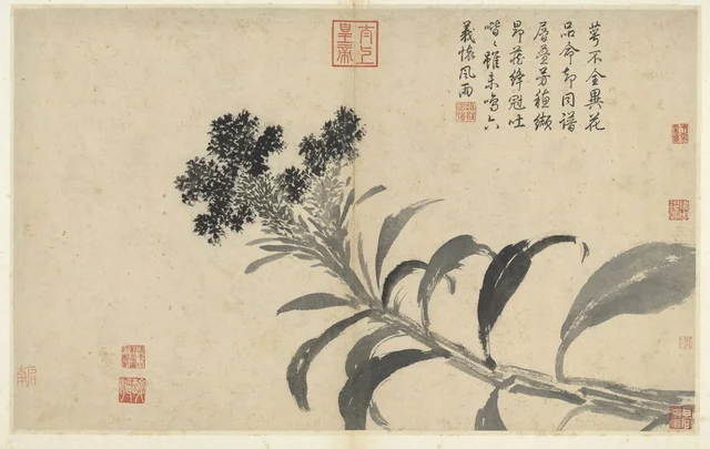 写生冊 鶏冠花, 沈周