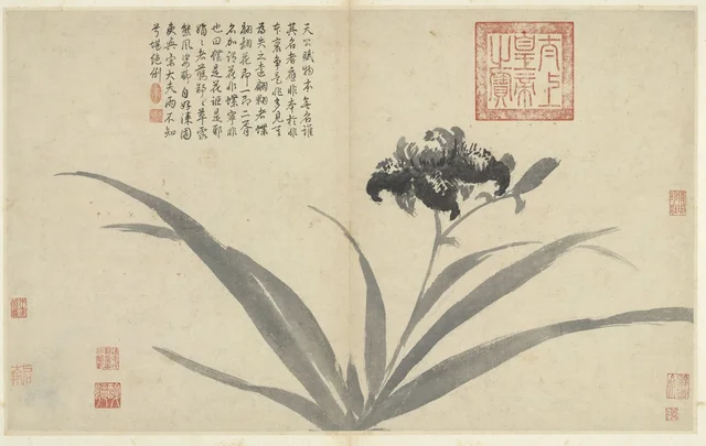 写生冊 蝴蝶花, 沈周
