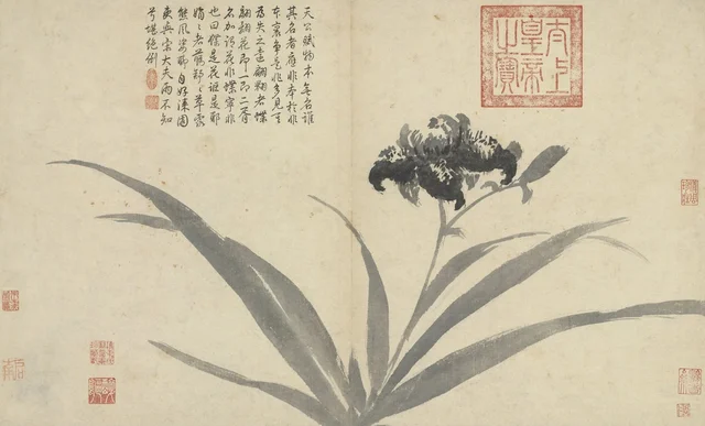 Apuntes del natural: Lirio mariposa, Shen Zhou
