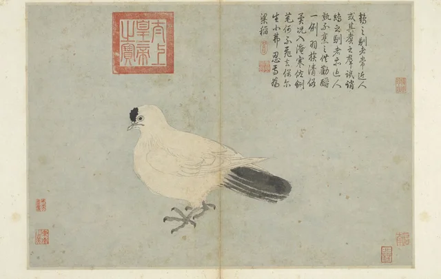 写生冊 白鴿, 沈周