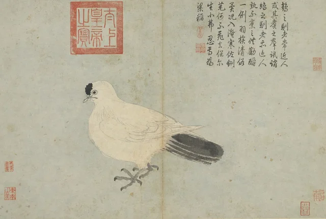 Apuntes del natural: Paloma blanca, Shen Zhou