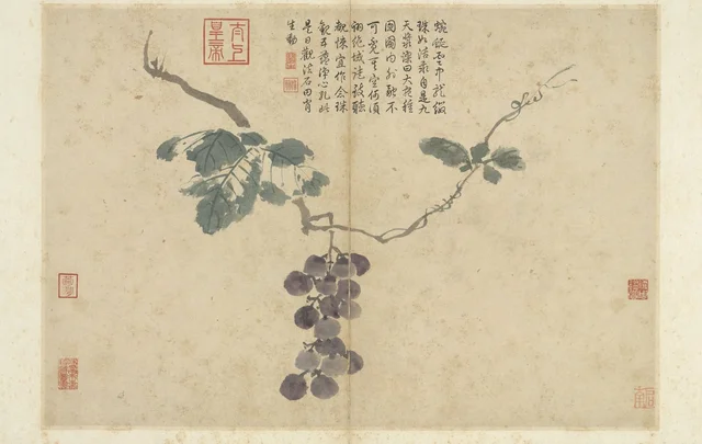 写生冊 蒲桃, 沈周