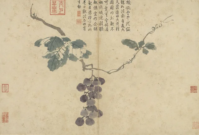 Apuntes del natural: Uvas, Shen Zhou