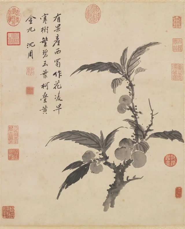 画枇杷
