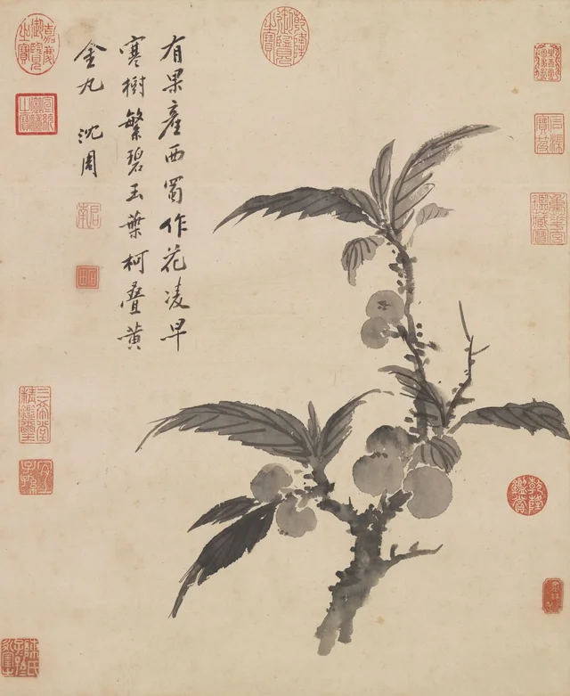 Níspero del Japón con frutos