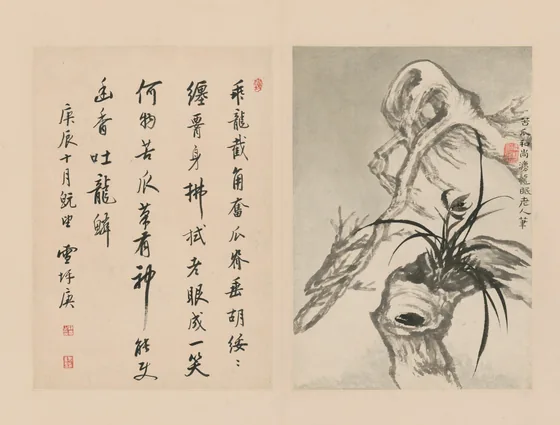 原济兰竹册－古木兰草