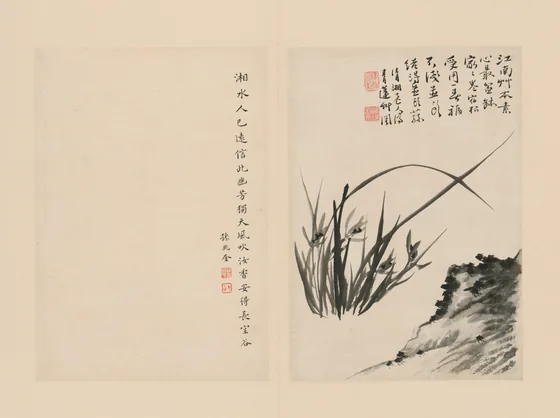 原济兰竹册－坡石兰草