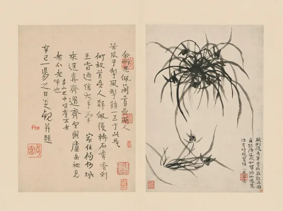 原济兰竹册－兰草