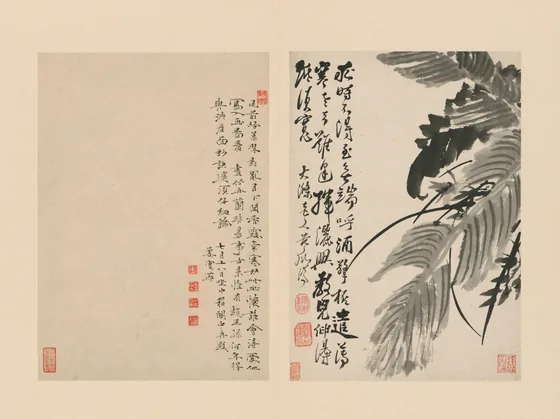 原济兰竹册－蕉叶兰草