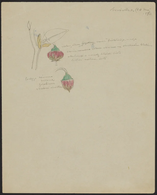 Bilberry (recto); gooseberry (verso), Stanisław Wyspiański