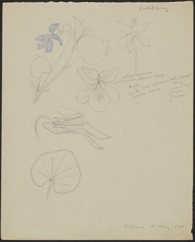 Violeta dos bosques (frente); dente-de-leão-cavalinha (verso)