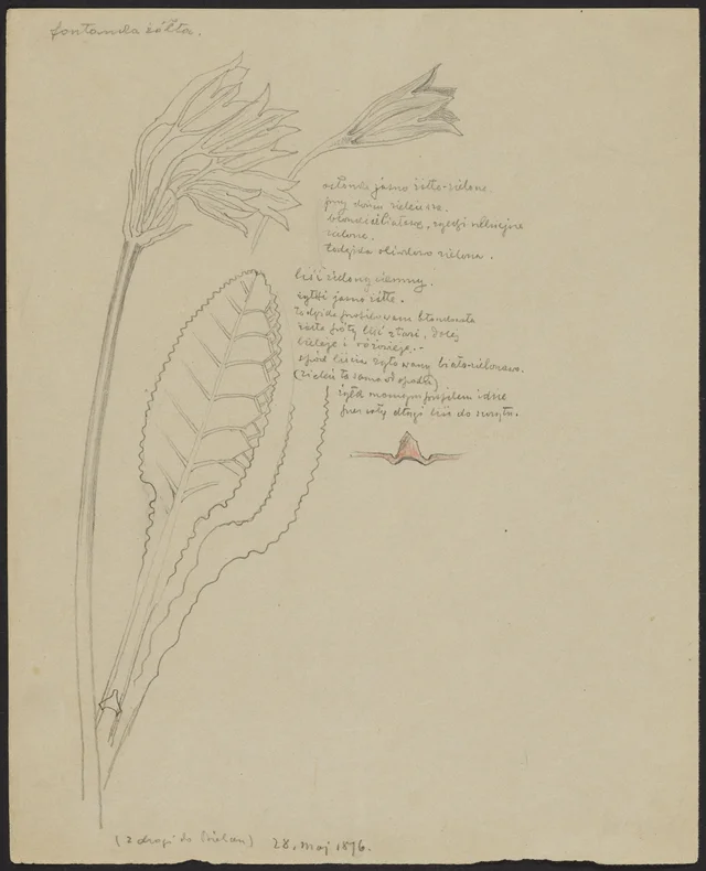 Yellow "fontanka" (recto); sow thistle (verso), Stanisław Wyspiański