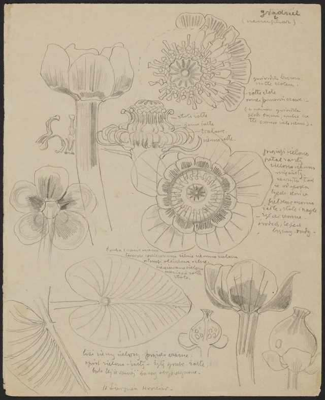 Ninfeia (frente); lychnis entre o trigo (verso)