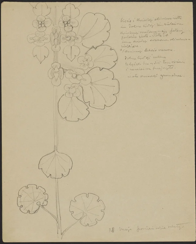 Folhas e florzinhas amarelo-oliva (frente); caules amarelo-oliva, flores iguais (verso)