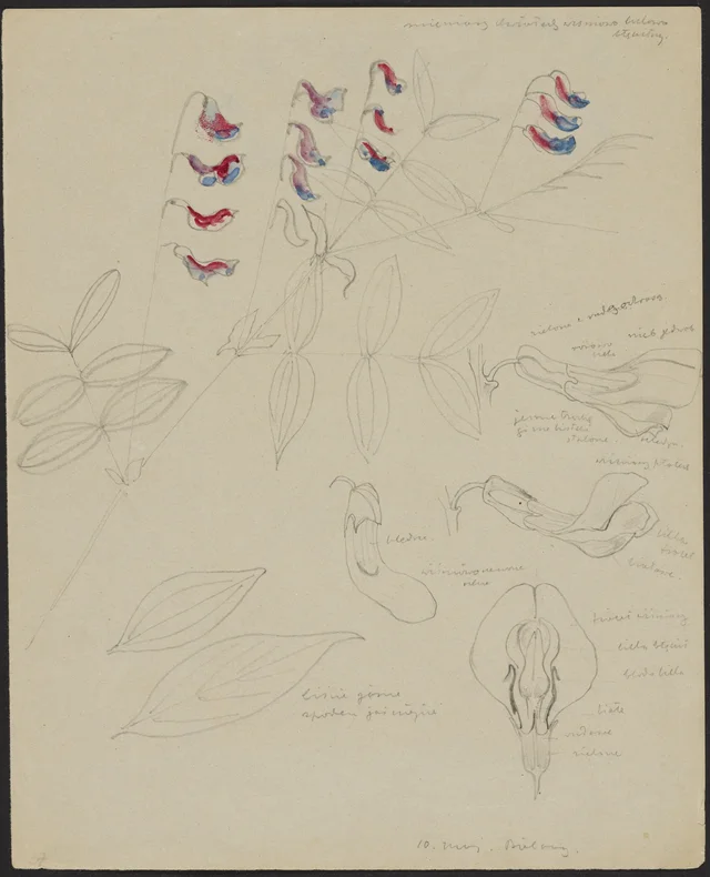 Shimmering cherry, lilac and blue little flower (recto); shimmering violet and pink (verso), Stanisław Wyspiański
