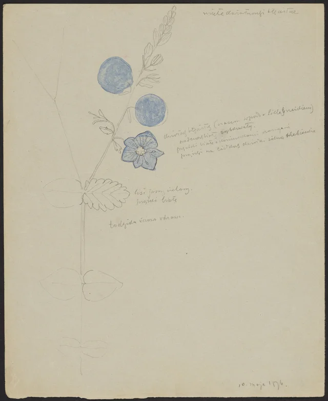 Faded little blue flowers (recto); small yellow rock bushes (verso), Stanisław Wyspiański