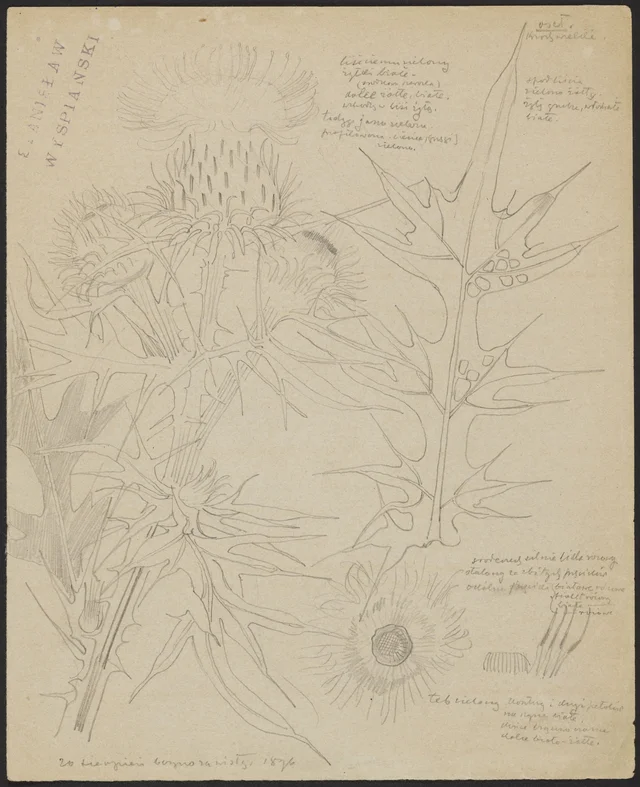 Cardo, grande arbusto (frente); [cardo] (verso)