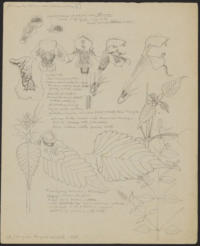 Pequena urtiga carmim, arbusto espalhado (frente); tranças amaranto (verso)