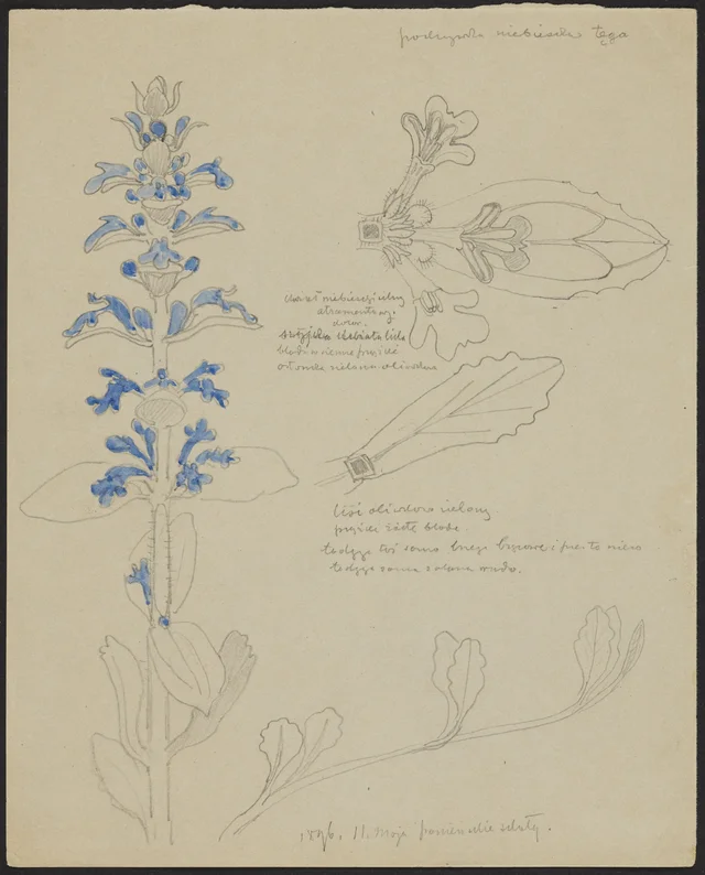 Sturdy blue little nettle (recto); mezereon (verso), Stanisław Wyspiański