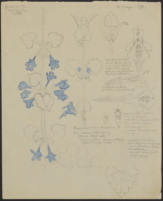 Slender blue little nettle (recto); windflower (verso), Stanisław Wyspiański