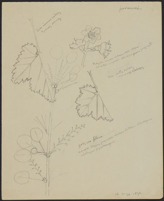 Currants (recto); wild strawberry (verso), Stanisław Wyspiański
