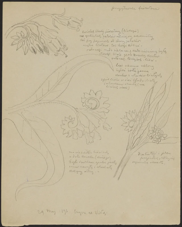 «Przygłuszka» violeta (frente); estrela rosa dos prados (verso)