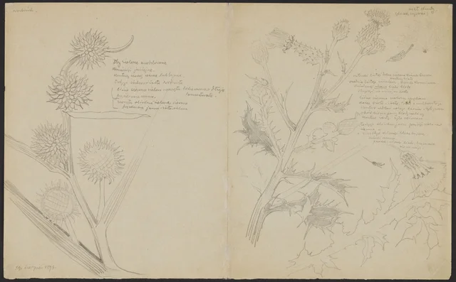 «Wodnik» e cardo delgado, arbusto alto (frente); cardo de crista e cardo «pałuba», arbusto enorme (verso)