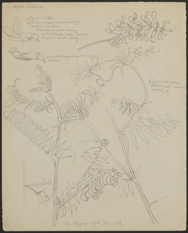 Ervilhaca lilás (frente); malva (verso)