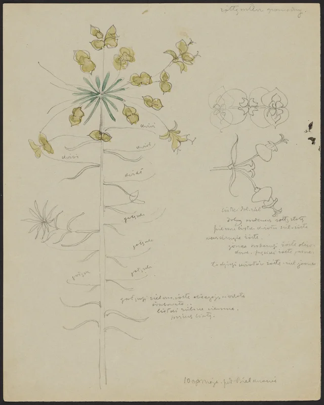 Serralha amarela (frente); pequenos arbustos de rochedos com minúsculas flores cor-de-rosa (verso)
