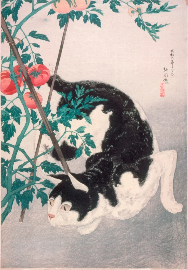 Chat et plant de tomates