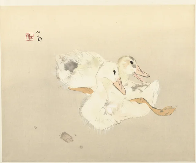 子鴨