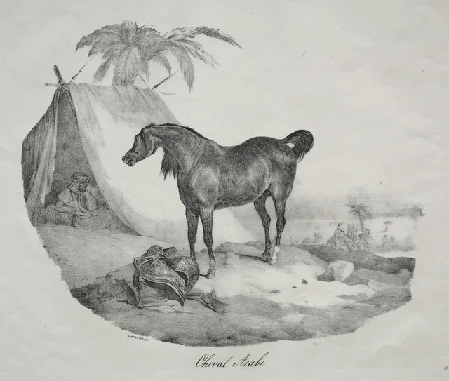 Arab Horse
