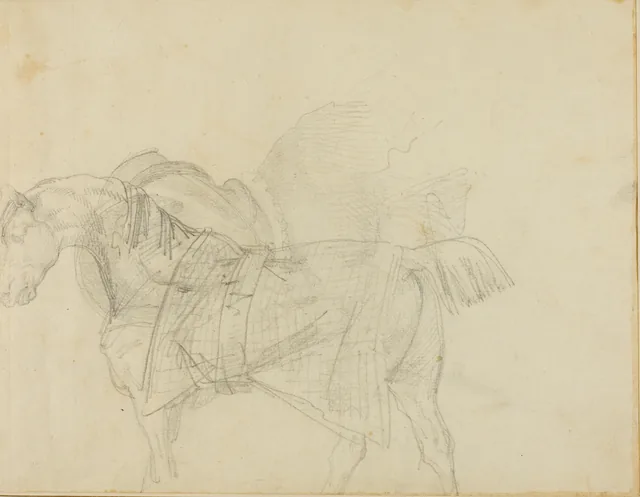 Horse Wearing a Blanket