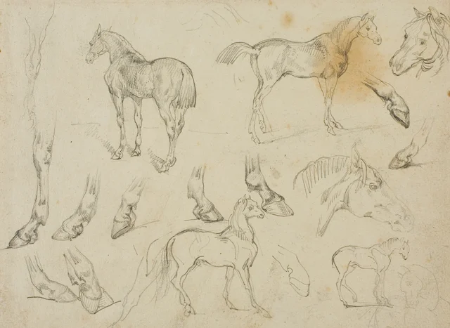 Bocetos de caballo