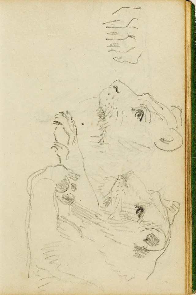 Studies of the head and forelegs of a lioness