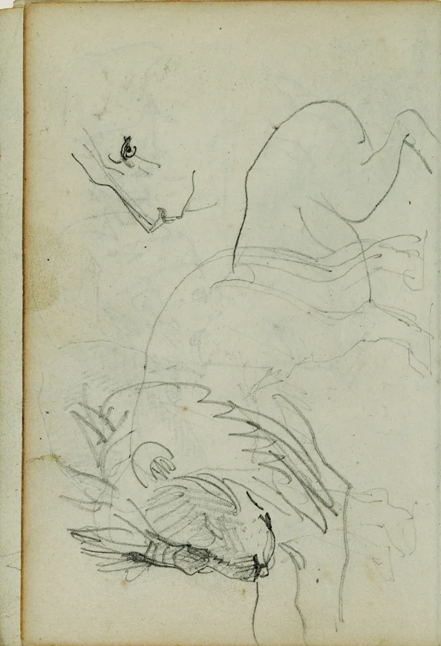Lion studies