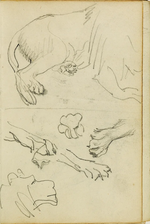 Études diverses d'une patte, de griffes et d'une tête de lion