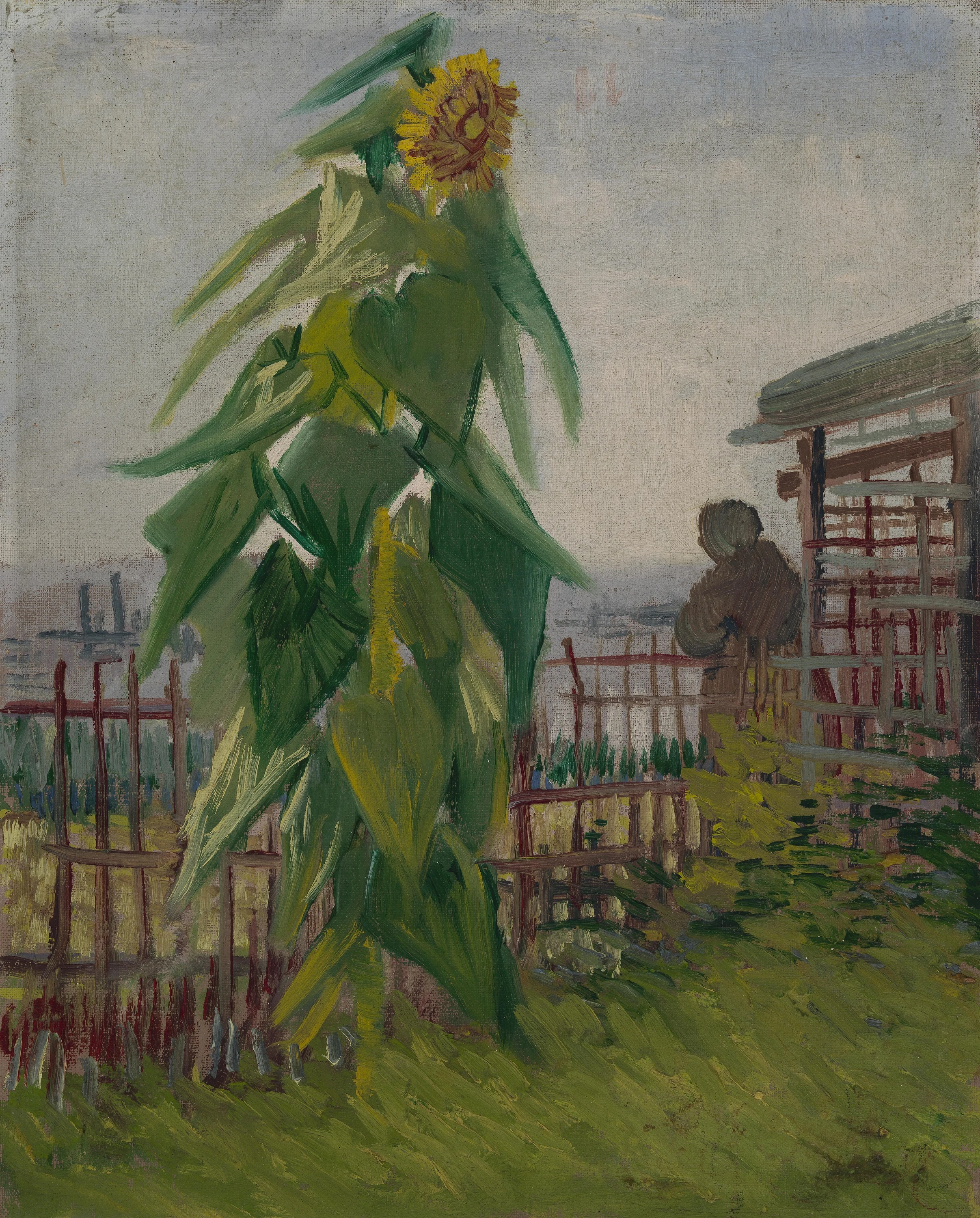 Allotment with Sunflower, Vincent van Gogh