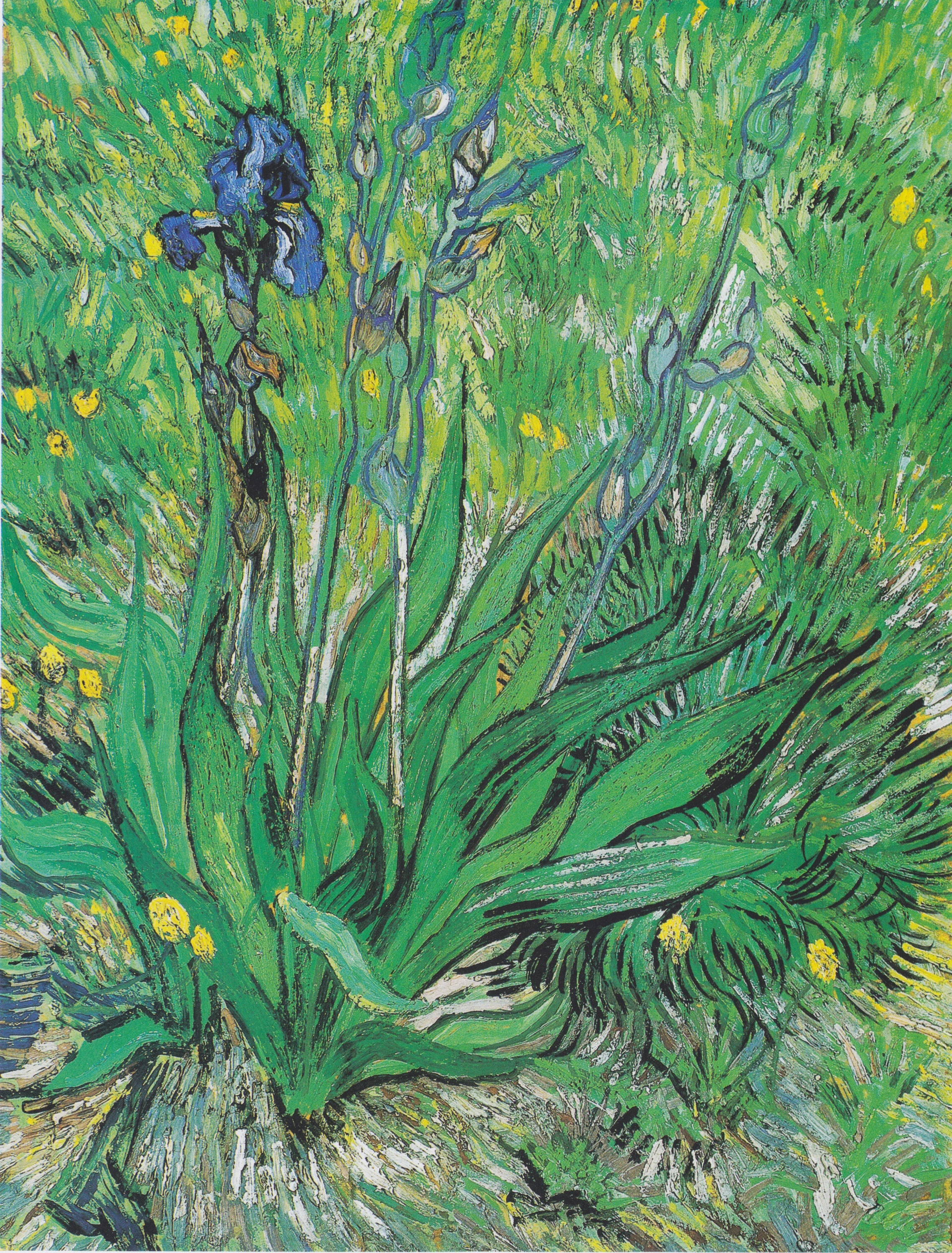 Iris, Vincent van Gogh