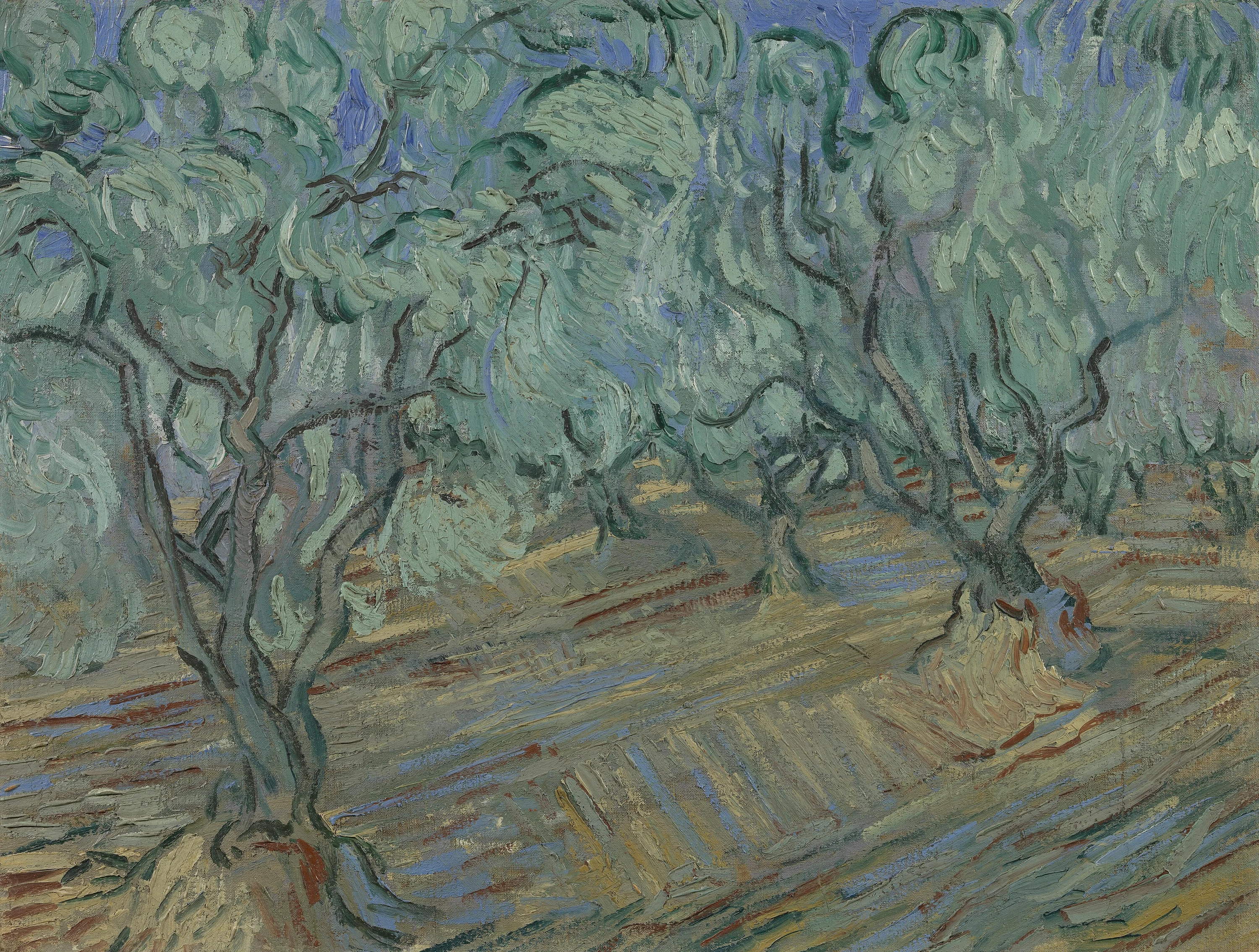 Olive Grove, Vincent van Gogh