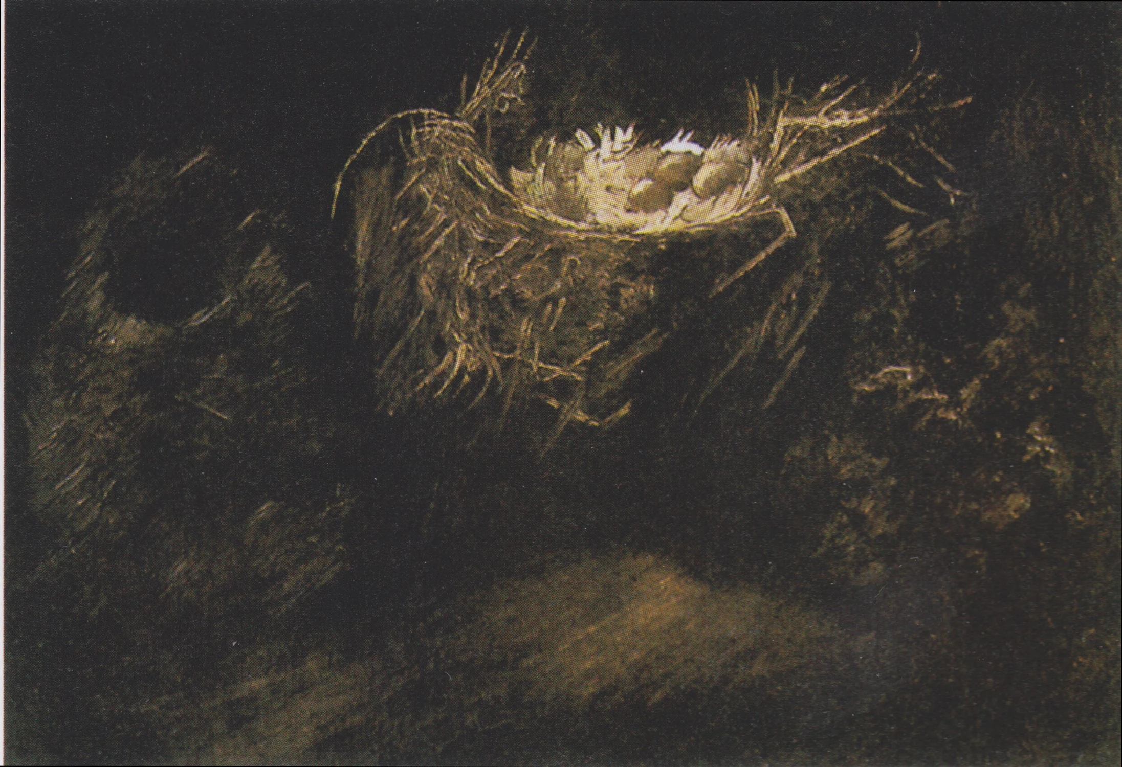 Still Life with Three Birds' Nests, Vincent van Gogh