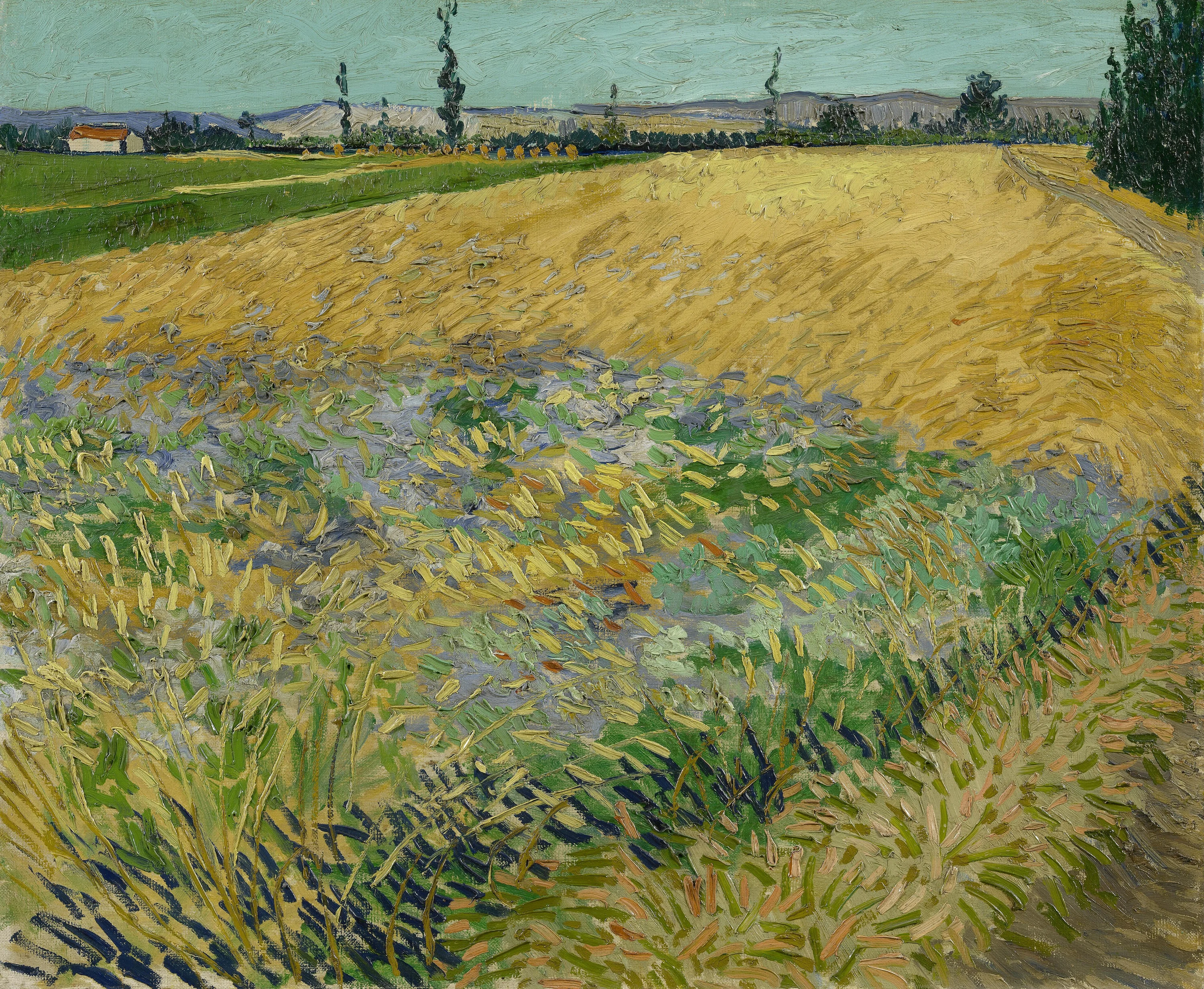 Wheatfield, Vincent van Gogh