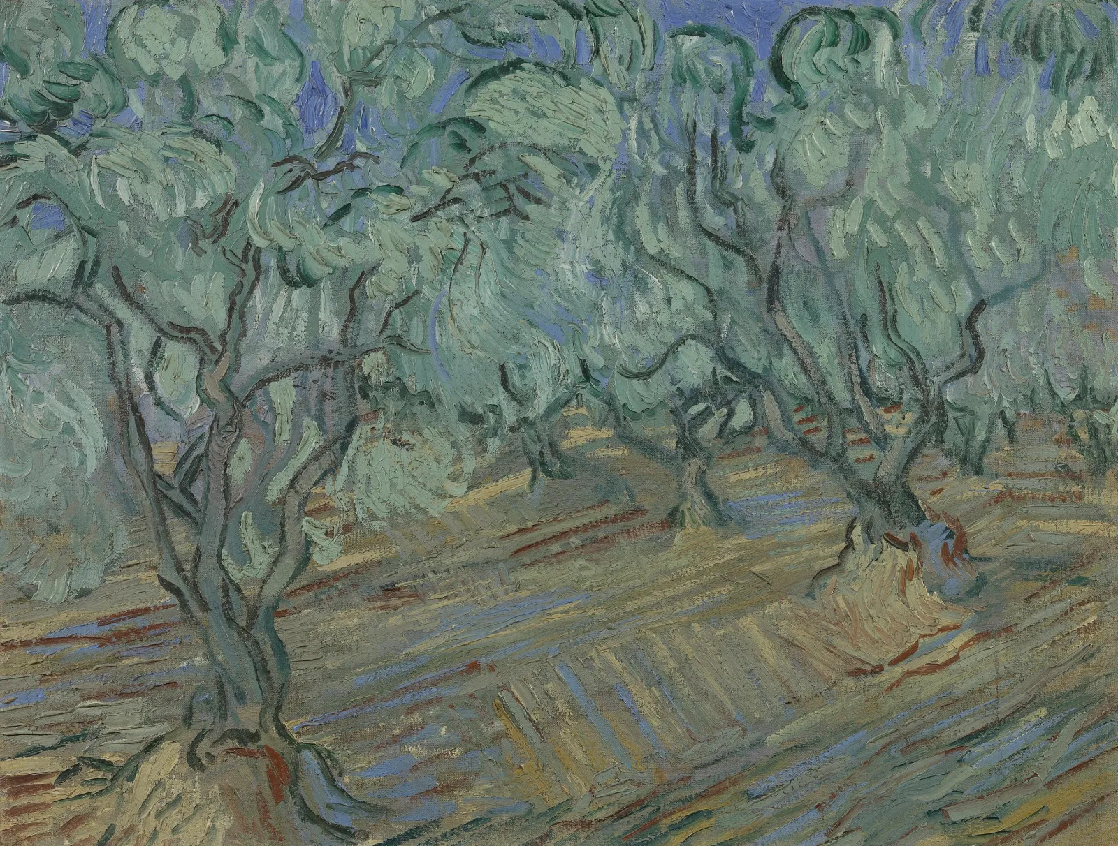 Olive Grove, Vincent van Gogh