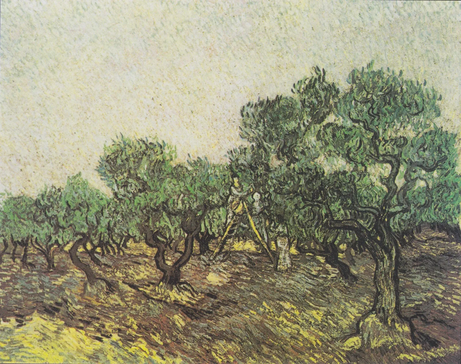Olive Picking, Vincent van Gogh