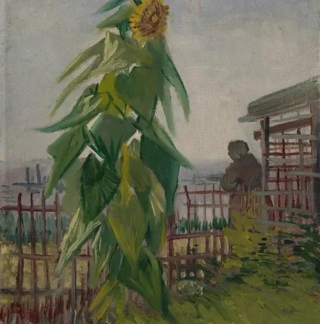 Allotment with Sunflower
