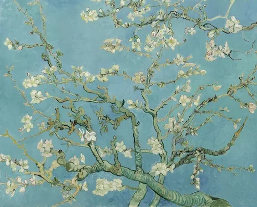 Amandier en fleurs